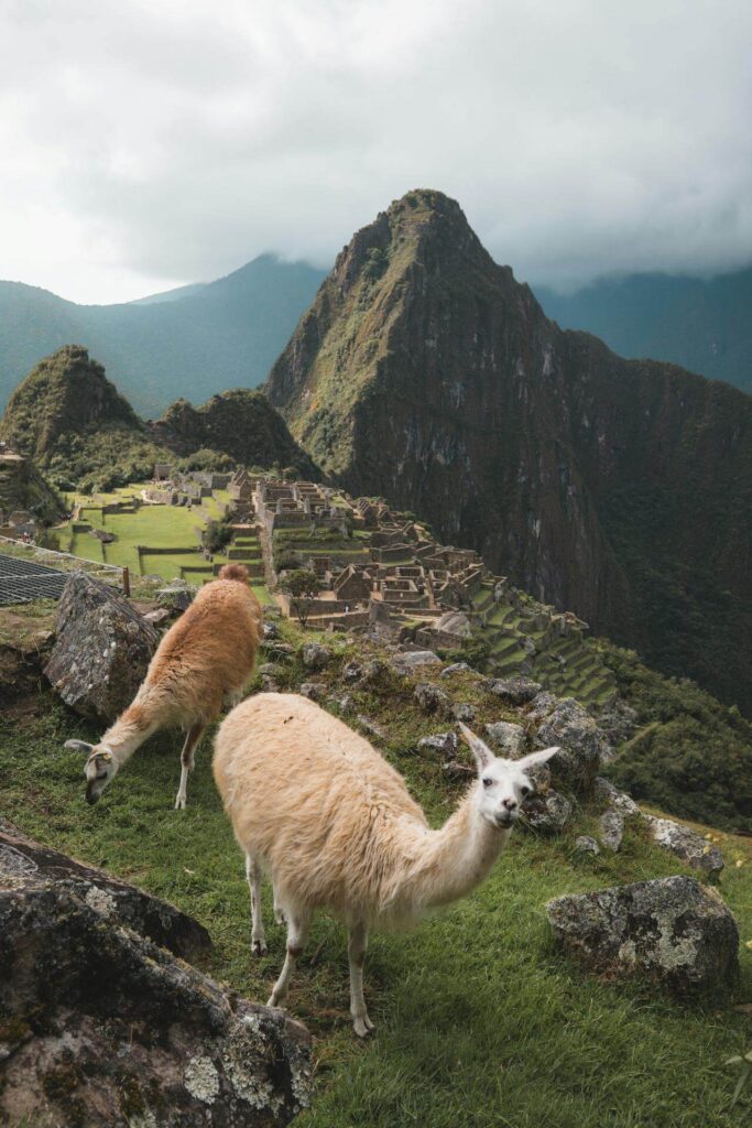 Llamas in the Machu Picchu citadel