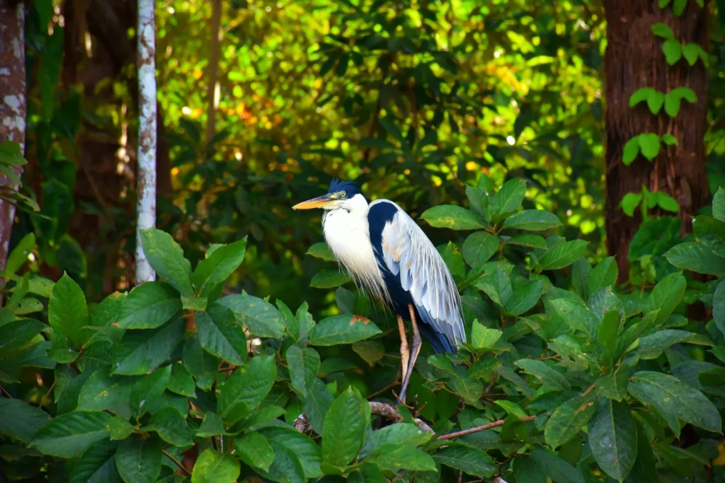 La Reserva Nacional de Tambopata el edén amazónico en Madre de Dios Perú