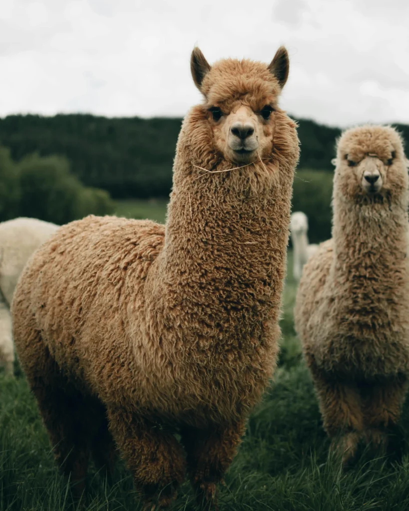 The alpaca, domestic animals inhabiting Machu Picchu