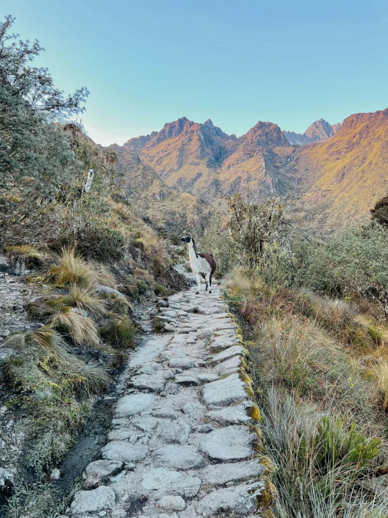 Llamas on the Inca Trail where a variety of birds can be spotted