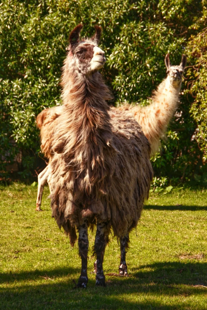 The llama is one of the species inhabiting Machu Picchu