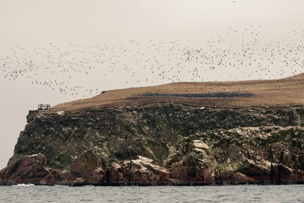 La vista impresionante de las aves en la Reserva Nacional de Paracas