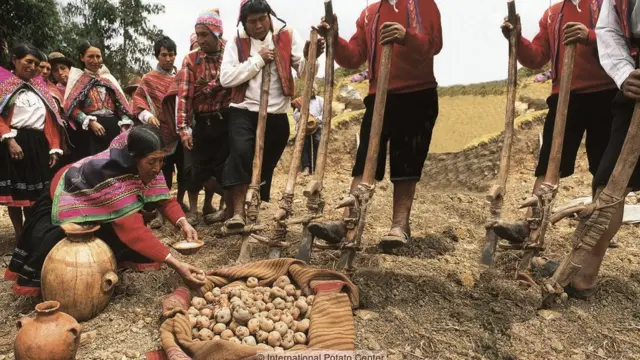 Potato cultivation in the Andes