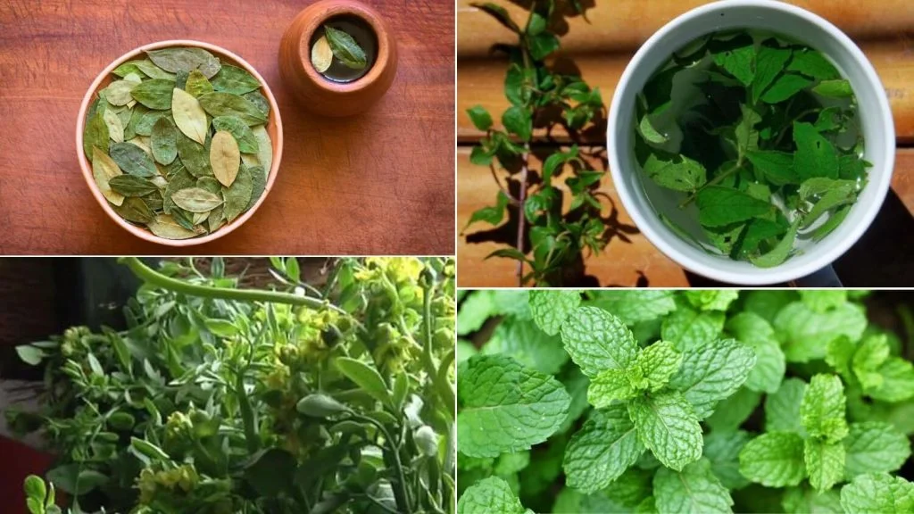 Plantas para mal de altura Plantas para mal de altura