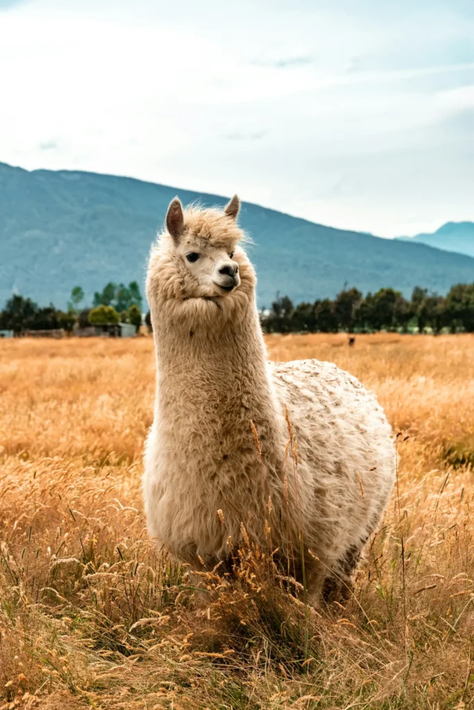 Alpaca in one of its habitats, like in Machu Picchu