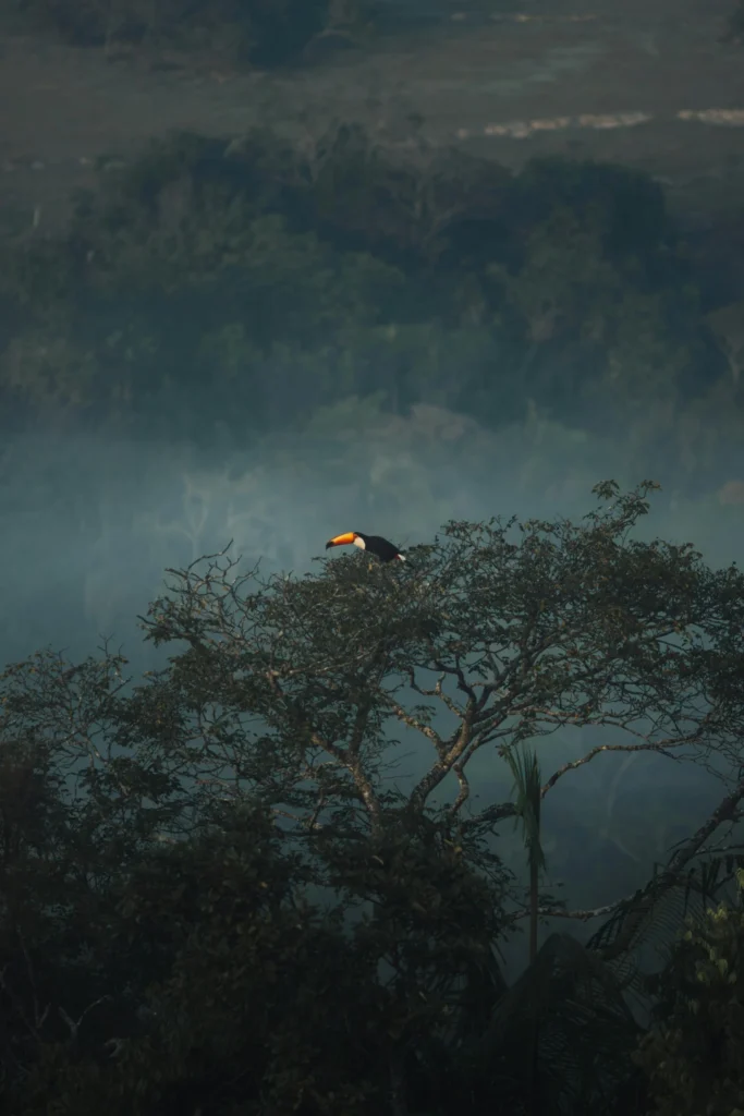  Tucano pousado em uma árvore na selva