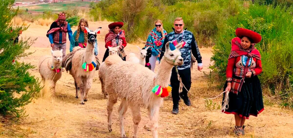 Andean camelids: llamas and alpacas