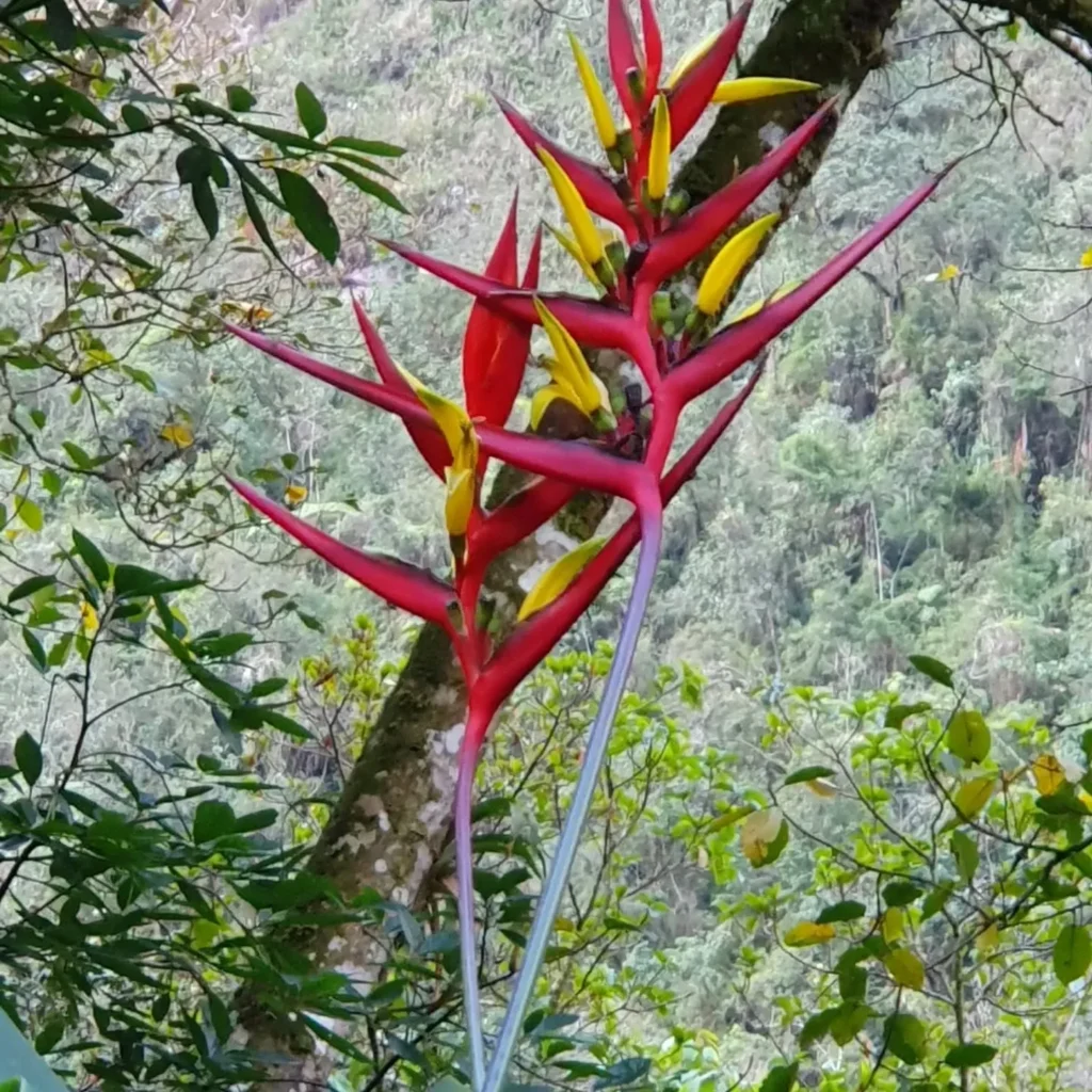 A beautiful plant in the botanical garden of Machu Picchu