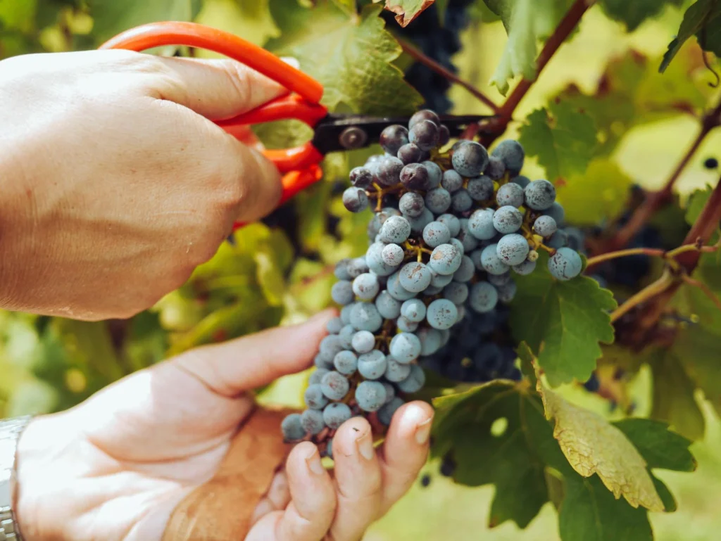 Recolección de uvas para la festividad de la Vendimia