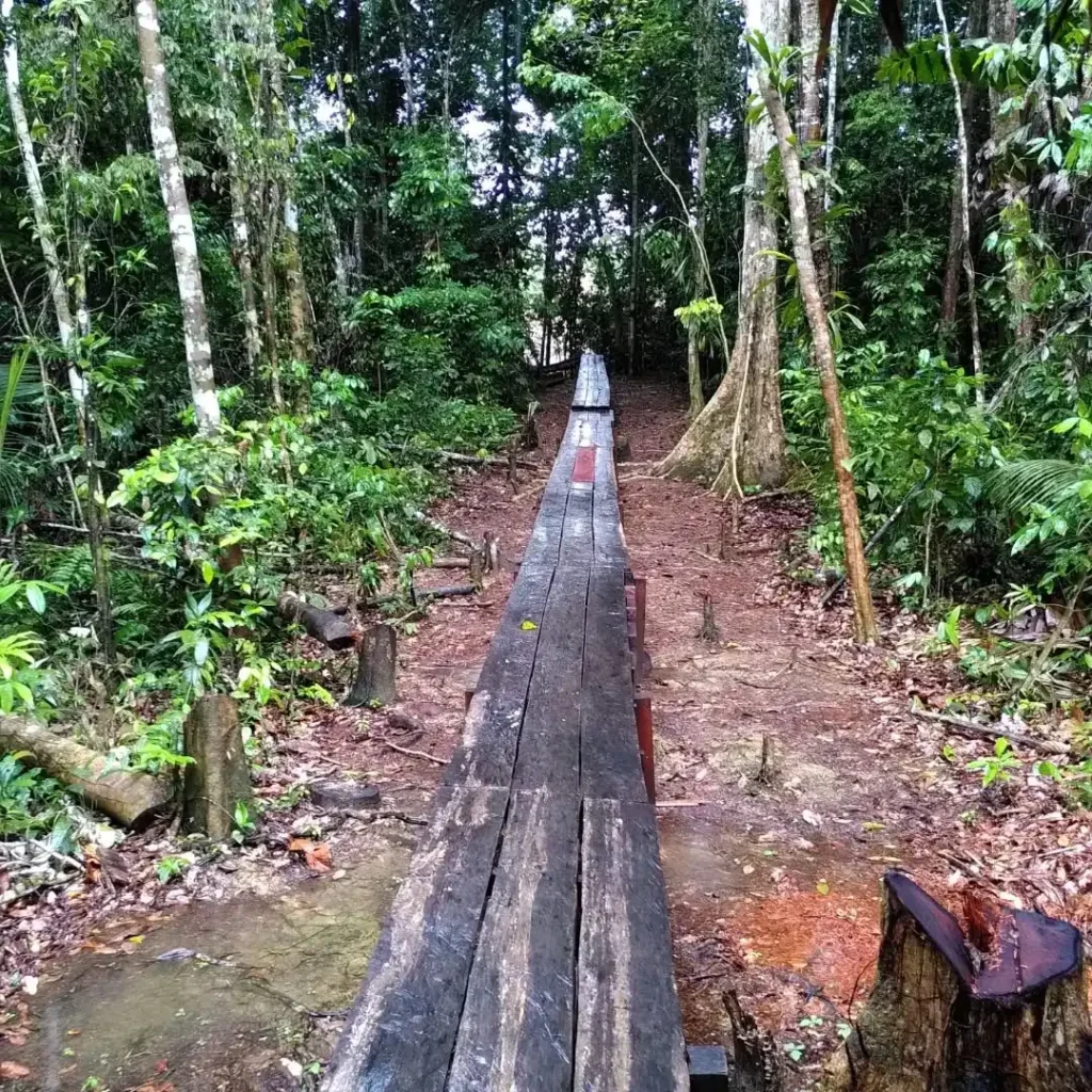 Um caminho feito de madeira na Reserva Nacional Allpahuayo Mishana