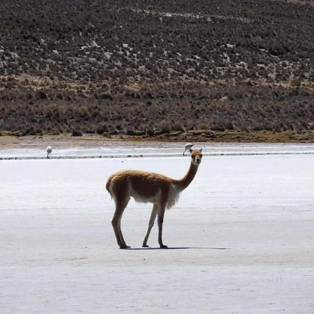 Vicuña na Reserva Nacional de Salinas e Aguada Blanca