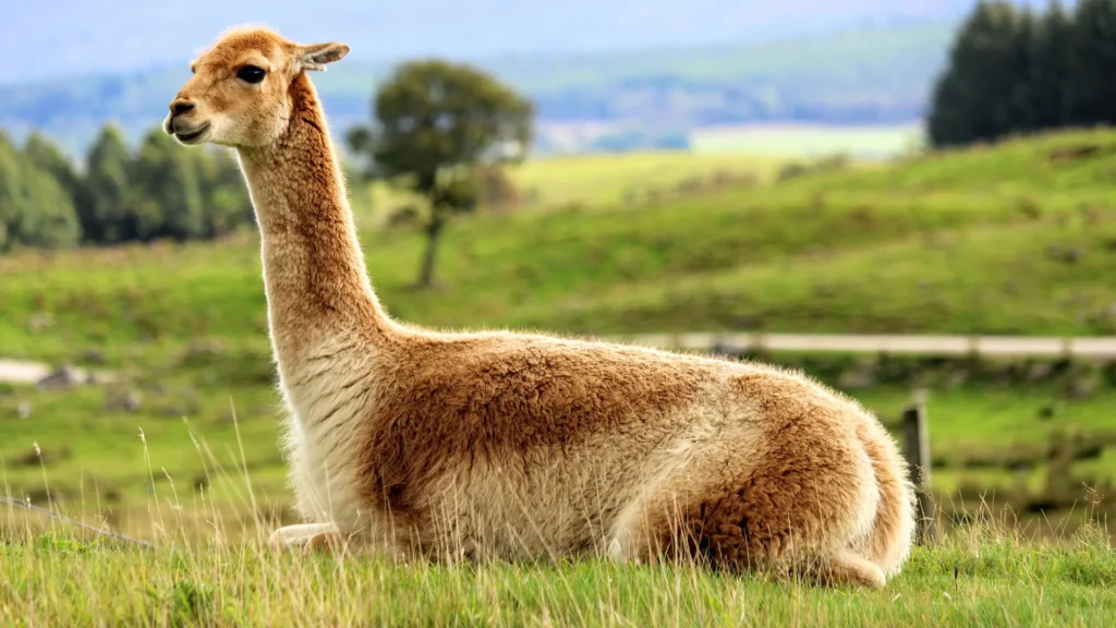 Vicuña resting in its habitat