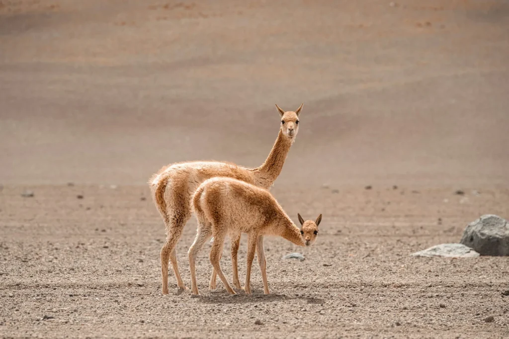 The elegant vicuñas inhabiting Machu Picchu