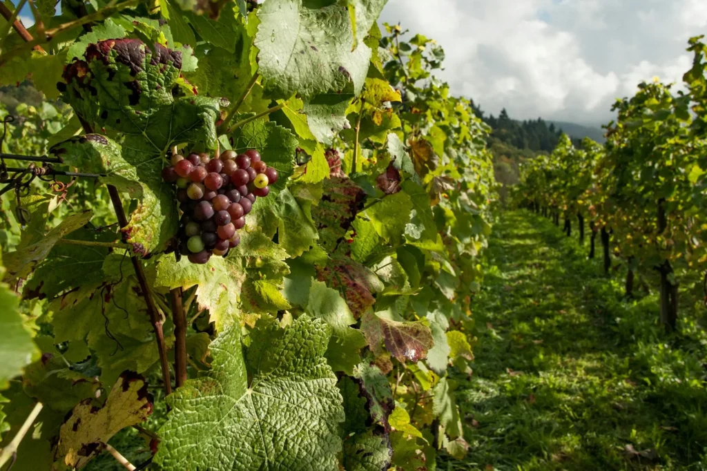 Uvas listas para la recolección para la Vendimia