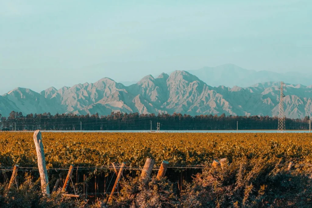 Viñedo plantación de uvas en Ica