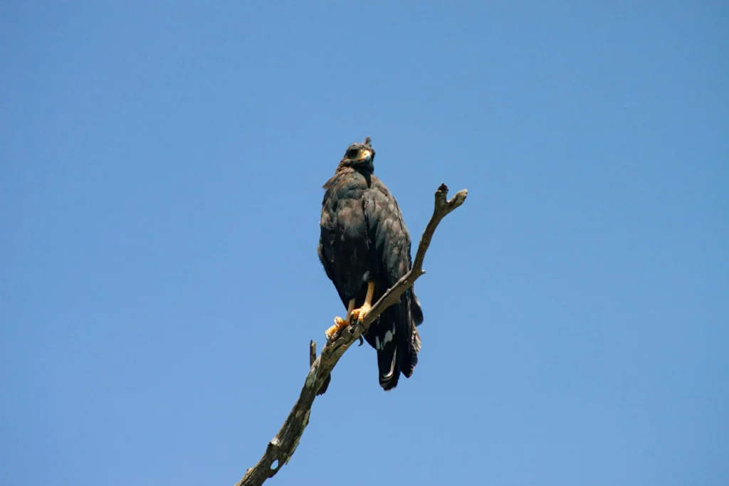 The Black Eagle perched on a branch