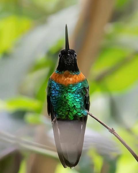 Gould's Hummingbird resting on a branch