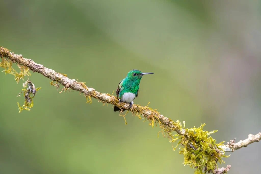 The Green-and-White Hummingbird perched on a branch