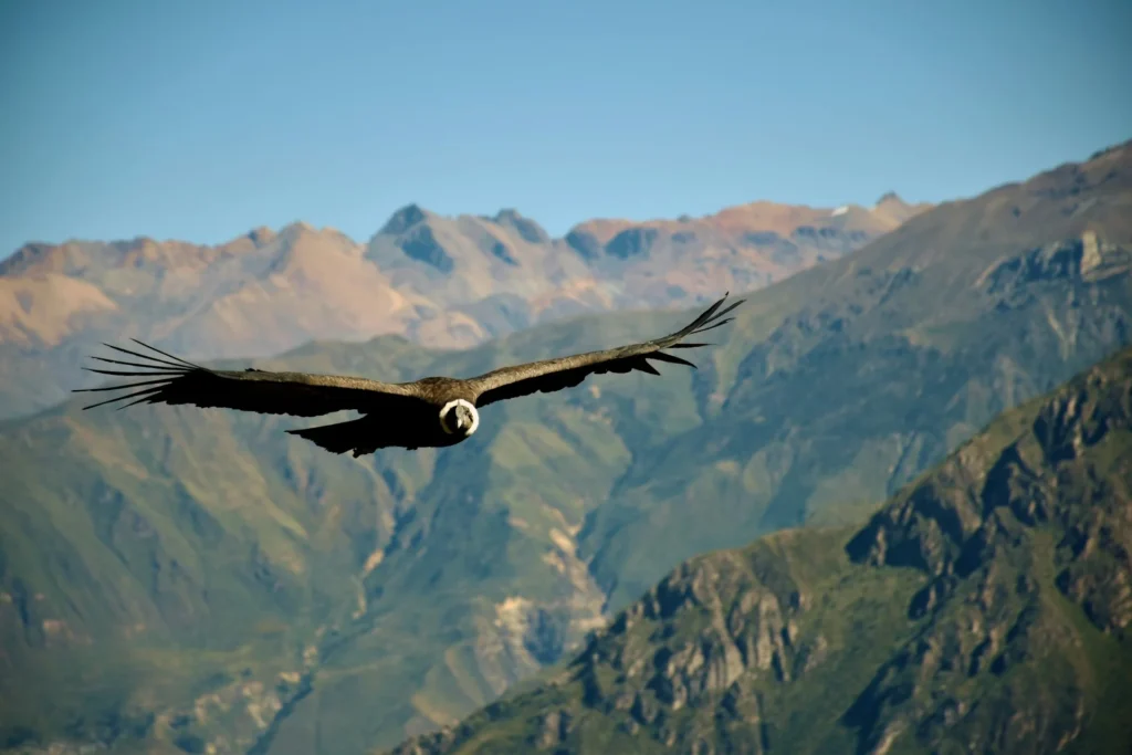 Condor flying over the Andes of Peru