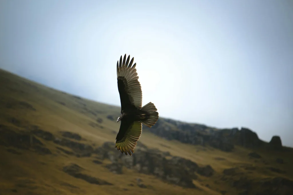 The Andean condor in the Andes of Peru