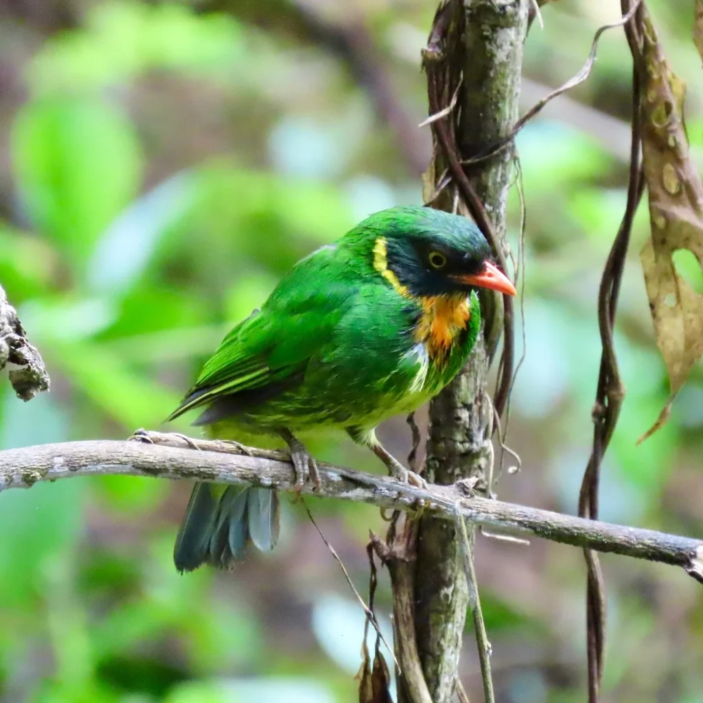 The Masked Fruiteater perched on a branch