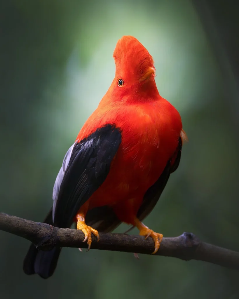 The Andean Cock-of-the-Rock perched on a branch