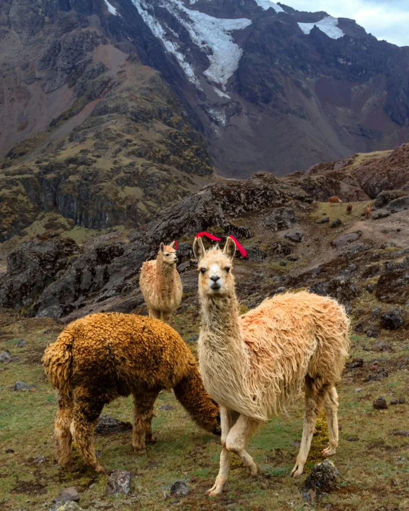 llamasRutaLaresMachuPicchu