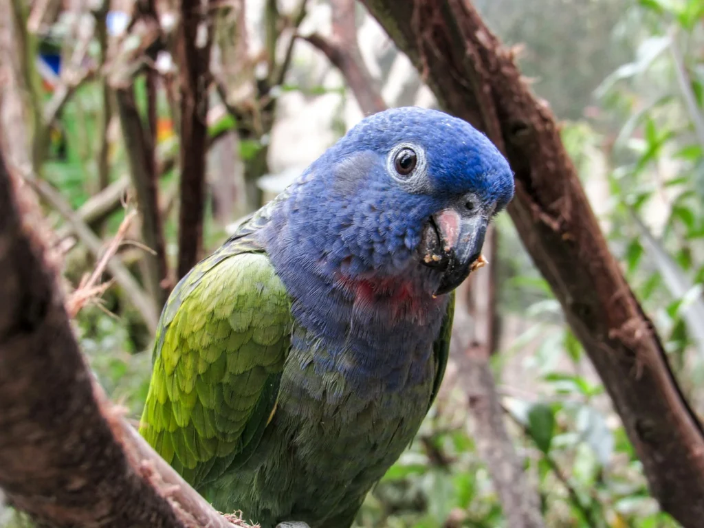 The Blue-headed Parrot resting on a branch