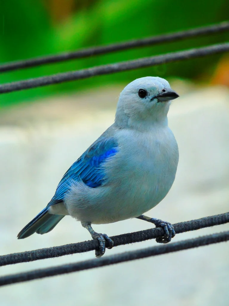 The Blue-and-Gray Tanager resting on a cord