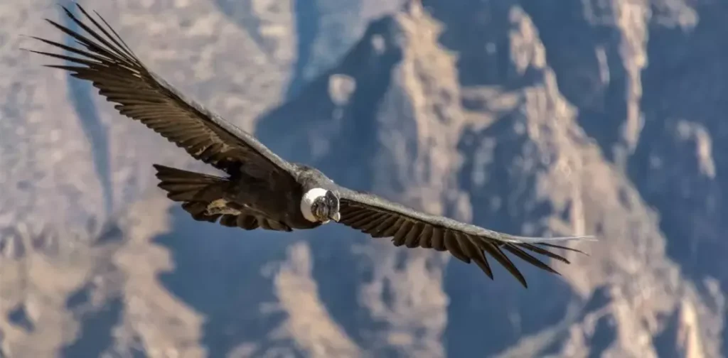 condor
