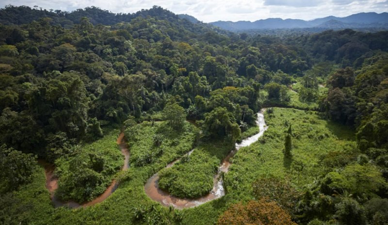 Selva Selva