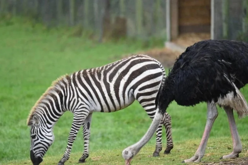 Cebras africanas y avestruces en la Zona Internacional