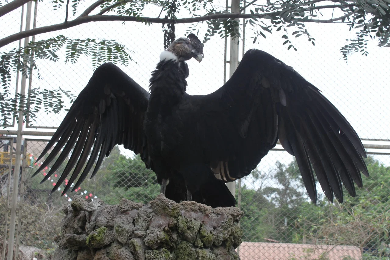 Cóndor andino extendiendo sus alas en Zona Sierra