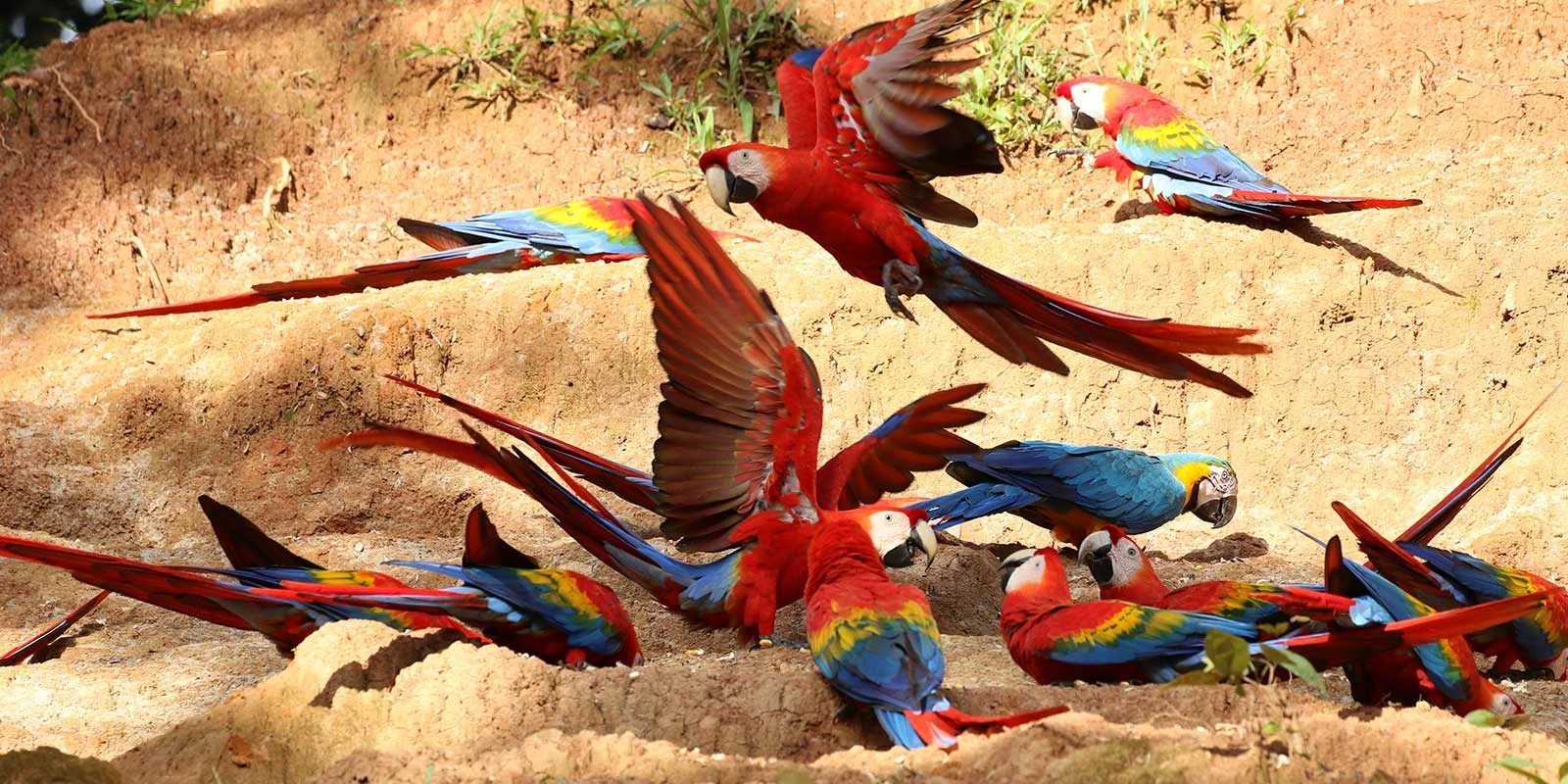 Guacamayo en la selva del Manu Macaw in the Manu jungle