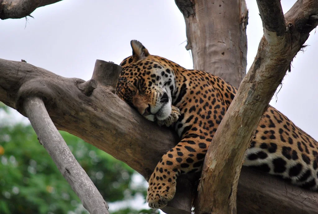 Jaguar descansando en la Zona Selva del Parque