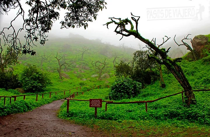 Lomas de Lachay Lomas de Lachay