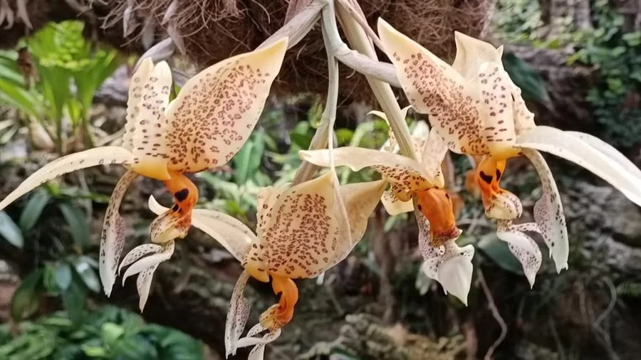 Orquidea silvestre floreciendo en la nebliselva del Manu Wild orchid blooming in the cloud forest of Manu
