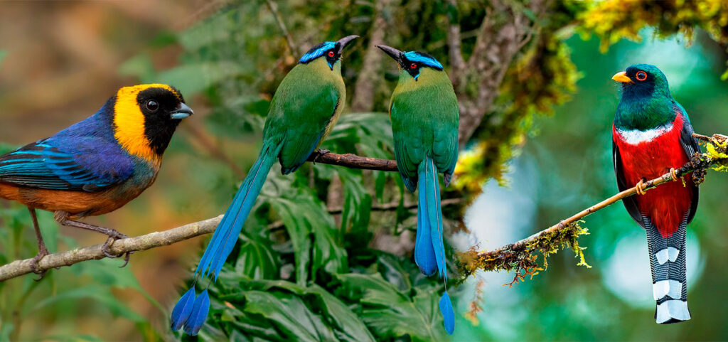 aves en valle sagrado aves en valle sagrado