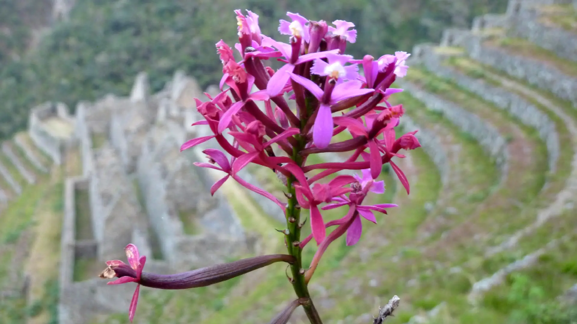 Flora Wiñay Wayna