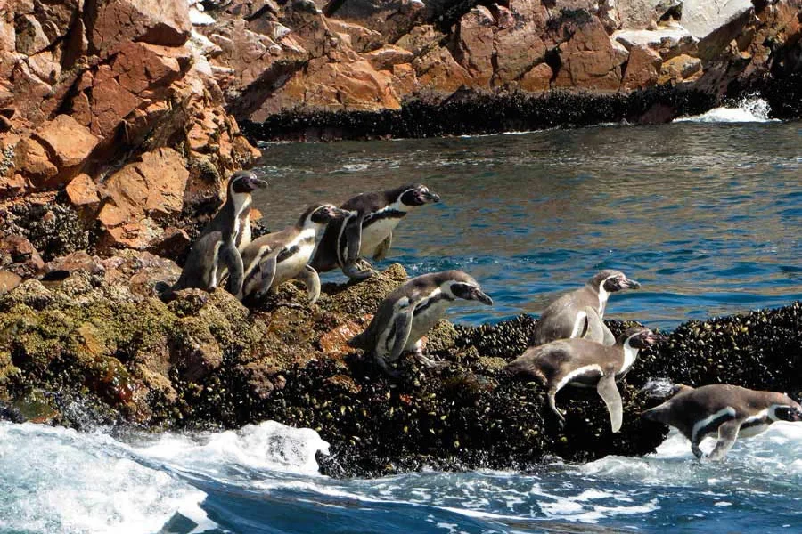 pinguinos en las islas ballestas pingüinos en las islas ballestas