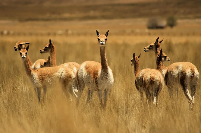 Reserva Paisajistica de Pampas Galeras Pampas Galeras Landscape Reserve