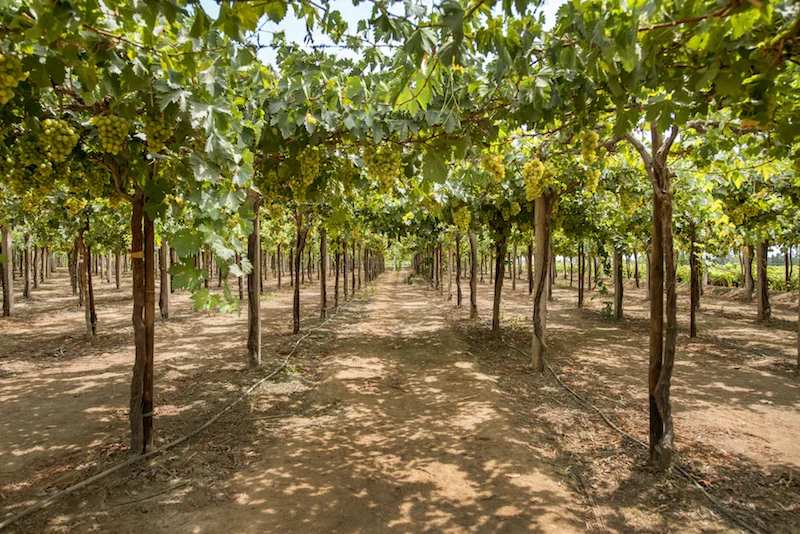 Vinedo en Ica Viñedo en Ica
