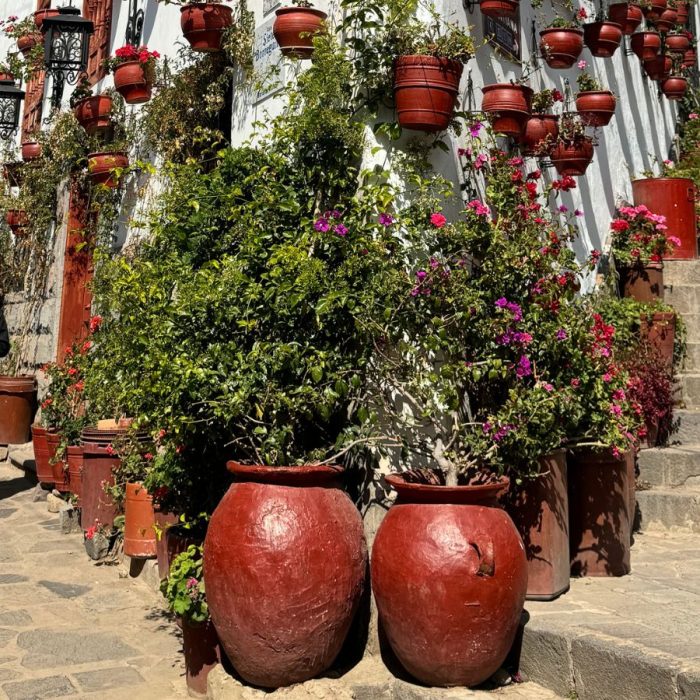 7 borreguitos