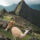 Fauna MAchu Picchu (1)