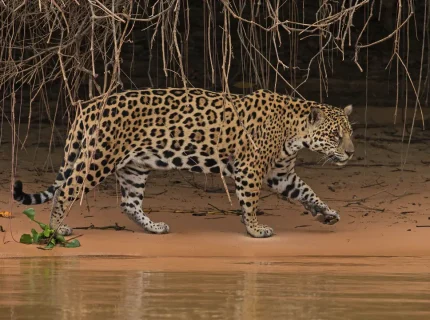 Jaguar-Manu-National-Park