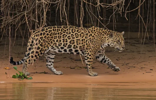 Jaguar-Manu-National-Park