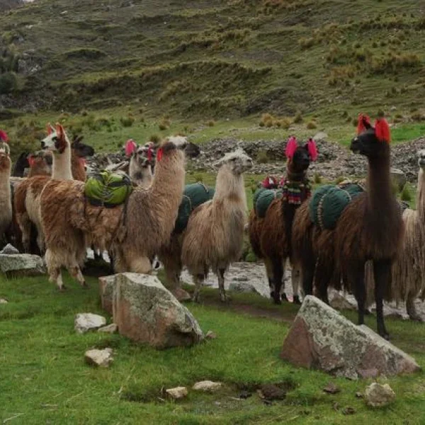 llamas en ruta a machu picchu por choquequirao