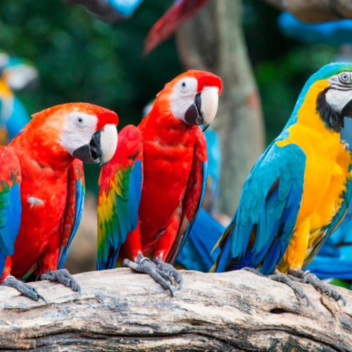 guacamayo-manu