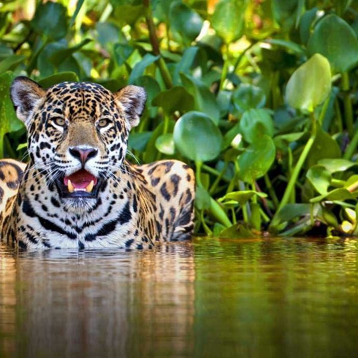 jaguar-manu