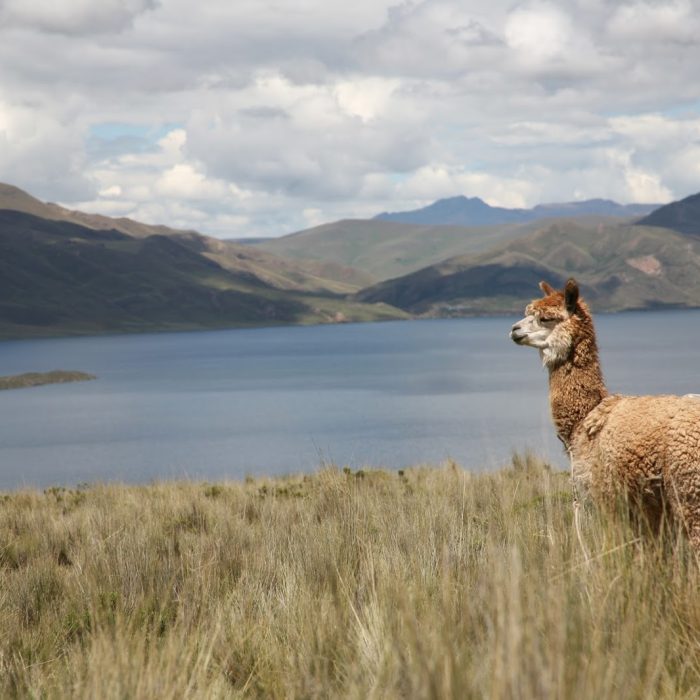 laguna-layo